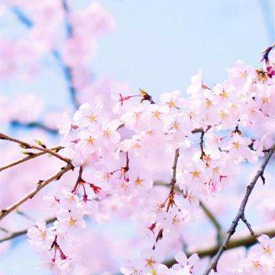 竞彩足球模拟投注下载